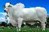 Raca: nelore padrao (corte) rgd: alfa 5631
